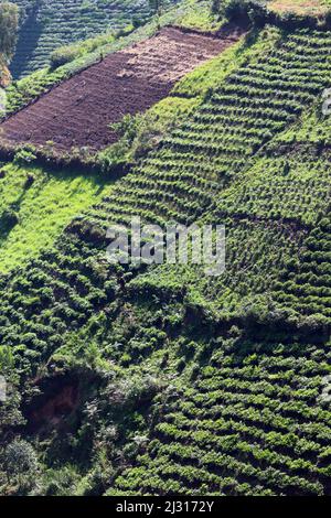 Uganda; westliche Region, südlicher Teil; Teeplantagen an den steilen Hängen nördlich des Bwindi Impenetrable Forest National Park Stockfoto