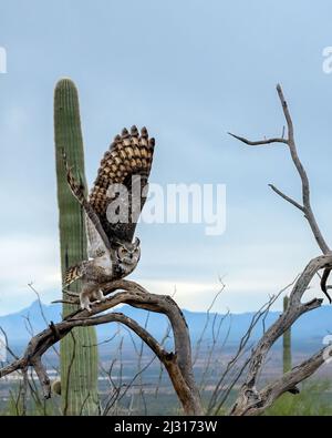 Great Horned Owl in Flug Stockfoto