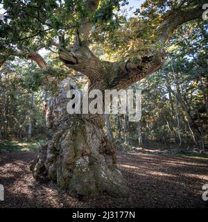 Uralter Eichenbaum im Wald Trollskogen auf der Insel Öland im Osten von Schweden Stockfoto