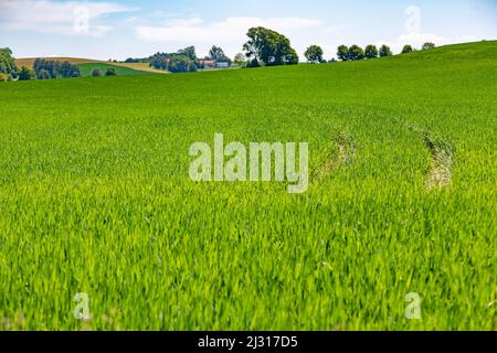 Vilstal, hügelige Landschaft, grünes Weizenfeld Stockfoto