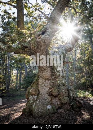 Uralter Eichenbaum im Wald Trollskogen auf der Insel Öland im Osten von Schweden Stockfoto