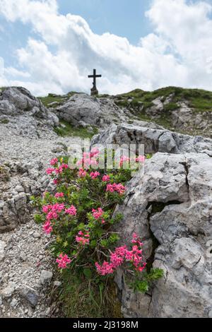 Alpenrosenblüte, Rhododendron, Koblat-Höhenweg am Nebelhorn, Allgäuer Alpen, Allgäu, Bayern, Deutschland, Europa Stockfoto