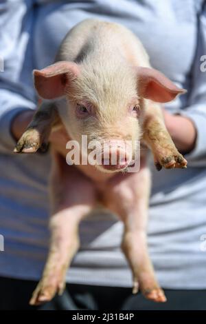 Junge Frau, die ein kleines Ferkel in den Händen auf der Ranch hält Stockfoto