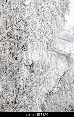 Bedeckt mit Schnee Kaukasus Berg in Bakuriani Resort, Georgien Stockfoto