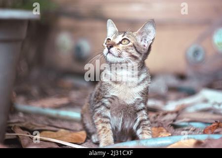 Nahaufnahme der sitzenden Katze mit Tabby und Blick nach oben Stockfoto