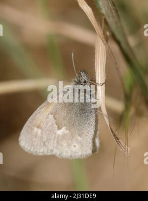 Gewöhnlicher Ringlet-Schmetterling, der auf einer Pflanze thront. Alum Rock Park, Santa Clara County, Kalifornien, USA. Stockfoto