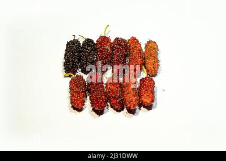 Morus alba oder Maulbeeren auf weißem Hintergrund. Schwarze Maulbeeren sind die Frucht eines kleinen, sich ausbreitenden Baumes. Oberflächlich betrachtet sehen schwarze Maulbeeren wie dunkel aus Stockfoto