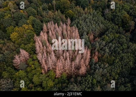 Einige tote Fichten sind ein klares Zeichen dafür, dass in Deutschland Wälder sterben Stockfoto
