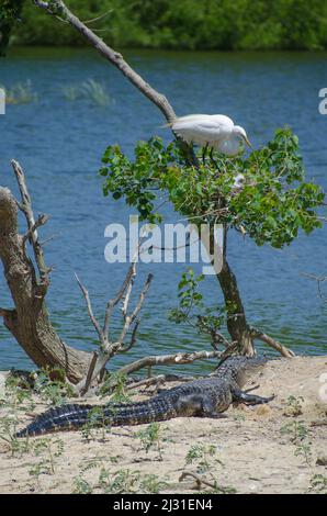 Ein großer Silberreiher-Elternteil kümmert sich um sein Küken, während ein wartender Alligator beobachtet. Stockfoto