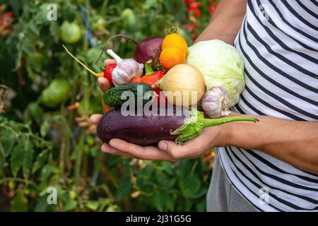 Bio-Gemüse. Bauern Hände mit frisch geerntetem Gemüse. Selektiver Fokus Stockfoto