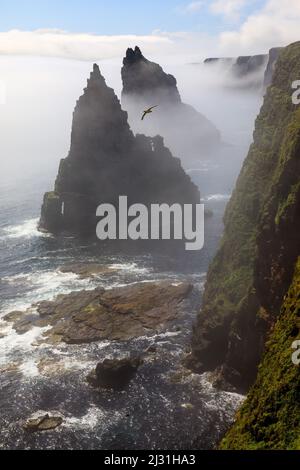 Duncansby Head, Sea Stacks in Sea Mist, Caithness, Highlands, Schottland, Großbritannien Stockfoto