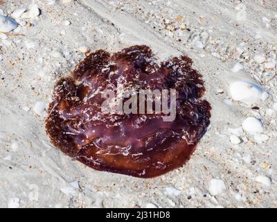 Rote Quallen (Crambione mastigophora) strandeten am 80 Mile Beach, Westaustralien Stockfoto