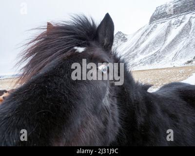 Islandpferd im Winter, Westisland Stockfoto