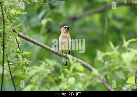 Eine schöne Aufnahme eines Zedernwachsflügels, der auf einem Ast sitzt Stockfoto