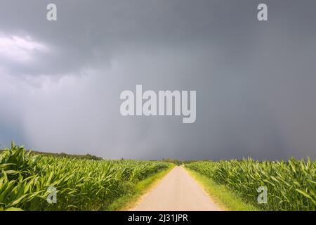 Schmale Landstraße zwischen Maisfeldern in Gewitterstimmung Stockfoto