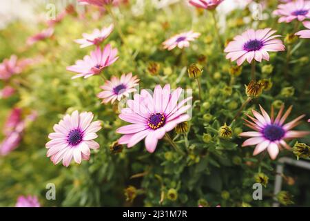 Nahaufnahme von violetten Gänseblümchen, New York Asters (Aster novi-belgii) Blumen im Frühling Stockfoto