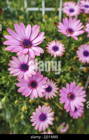 Nahaufnahme von violetten Gänseblümchen, New York Asters (Aster novi-belgii) Blumen im Frühling Stockfoto