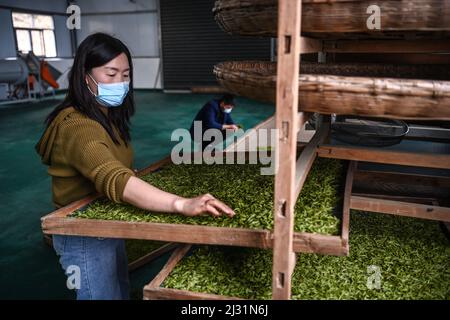 Ankang, Chinas Provinz Shaanxi. 4. April 2022. Zhang Yan, Eigentümer einer Tee-Kooperative, überprüft frisch gepflückte Teeblätter im Bezirk Pingli, nordwestlich der chinesischen Provinz Shaanxi, 4. April 2022. Aufgrund seiner langen Geschichte und der reichen Teekultur hat die lokale Regierung im Pingli County in den letzten Jahren ihre Bemühungen zur Förderung der Teeindustrie ausgeweitet. Rund 100.000 Einheimische haben sich in dem florierenden Geschäft engagiert. Quelle: Tao Ming/Xinhua/Alamy Live News Stockfoto