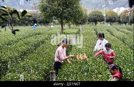 Ankang, Chinas Provinz Shaanxi. 4. April 2022. Touristen pflücken Teeblätter in einem Teegarten im Bezirk Pingli, nordwestlich der chinesischen Provinz Shaanxi, 4. April 2022. Aufgrund seiner langen Geschichte und der reichen Teekultur hat die lokale Regierung im Pingli County in den letzten Jahren ihre Bemühungen zur Förderung der Teeindustrie ausgeweitet. Rund 100.000 Einheimische haben sich in dem florierenden Geschäft engagiert. Quelle: Tao Ming/Xinhua/Alamy Live News Stockfoto