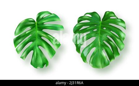 Tropisch grüne Monstera Blätter auf weißem Hintergrund Vektor-Set. Schöne botanische isolierte Design-Element, tropischer Dschungel Palmenpflanze, exotische philodend Stock Vektor