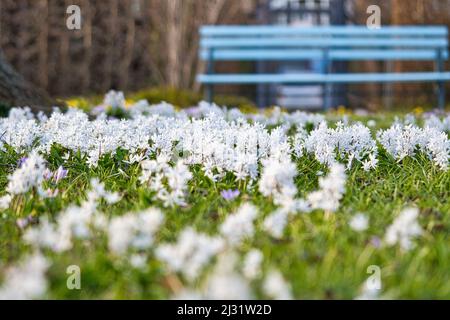 Sternhyazinthen sind Frühblüher, die den Frühling einläuten. Weißes Blumenfeld im Park vor einer Bank. Sie blühen zu Ostern. Die Blume ca. Stockfoto