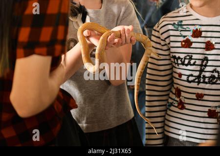 Bei der Exkursion zum Exotarium, unter strenger Aufsicht, durften die Kinder die lebende Schlange in den Händen halten. Um Angst zu überwinden, werden Kinder an Schlangen herangeführt Stockfoto