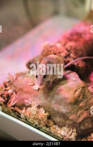 Maus im Terrarium unter lila Lampe, um sie warm zu halten sitzt auf Stein. Stockfoto