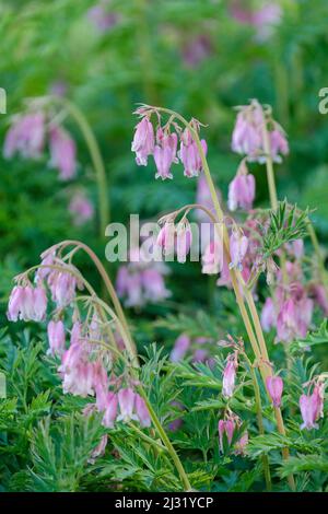 Dicentra „Stuart Boothman“, blutendes Herz „Stuart Boothman“. Helle, lila Blüten Stockfoto