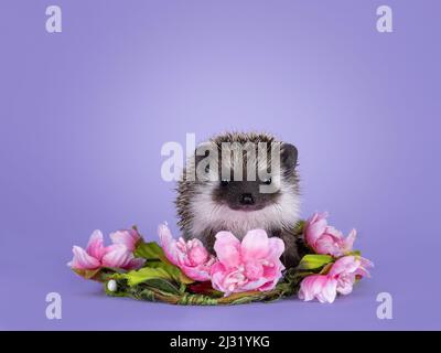 Niedliches kleines Igelbaby. Isoliert auf einem pastellfarbenen lila lila lila Hintergrund. Sitzt in rosa gefälschte Blume Zorn und Blick direkt zur Kamera. Stockfoto