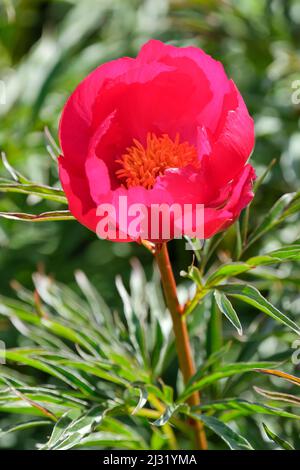 Hybrid Fern Leaf Peony, Paeonia „Smuthii“, Peony „Smuthii“. Early Single Red Peony Hybrid, helle scharlachrote Blüten, Stockfoto