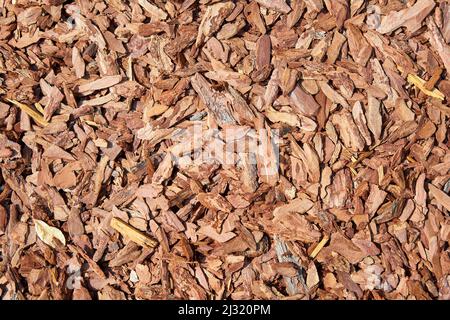 Hintergrund oder Textur aus Kiefernmulch kleine Holzspäne werden verwendet, um den Boden im Garten zu bedecken Stockfoto