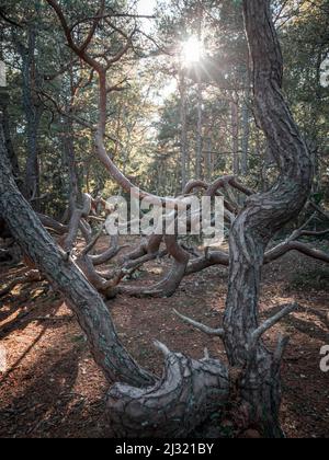 Windformte krumme Bäume im Wald Trollskogen auf der Insel Öland im Osten von Schweden Stockfoto