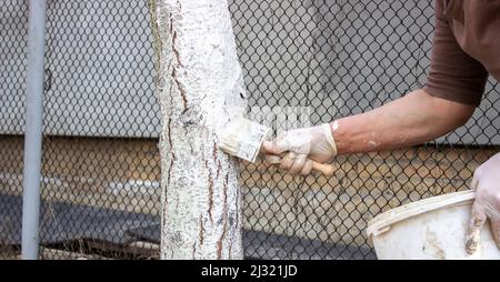 Mädchen putzt einen Baumstamm in einem Frühlingsgarten. Tünche von Frühlingsbäumen, Schutz vor Insekten und pests.selective Fokus Stockfoto