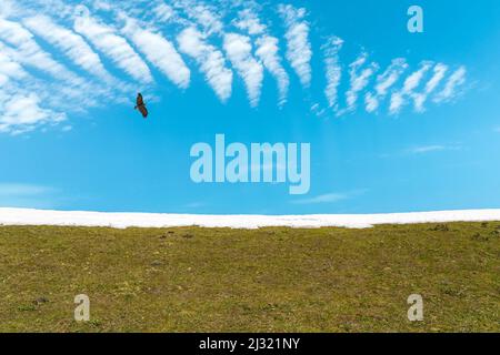 Schwebender Adler über einer Wiese im Hochland Stockfoto