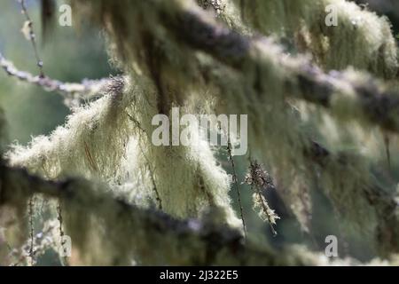 Bartflechte, Bartflechten, Bart-Flechte, Usnea spec., Old man's Beard, Bart Lichen, Treemoss, Methuselah-Bartflechte, l'arabe ushna, Alpen, alp, A Stockfoto