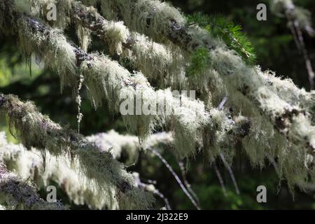 Bartflechte, Bartflechten, Bart-Flechte, Usnea spec., Old man's Beard, Bart Lichen, Treemoss, Methuselah-Bartflechte, l'arabe ushna, Alpen, alp, A Stockfoto