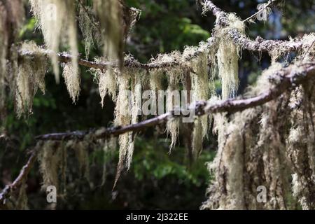 Bartflechte, Bartflechten, Bart-Flechte, Usnea spec., Old man's Beard, Bart Lichen, Treemoss, Methuselah-Bartflechte, l'arabe ushna, Alpen, alp, A Stockfoto