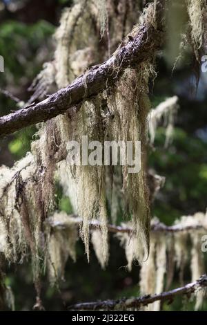 Bartflechte, Bartflechten, Bart-Flechte, Usnea spec., Old man's Beard, Bart Lichen, Treemoss, Methuselah-Bartflechte, l'arabe ushna, Alpen, alp, A Stockfoto