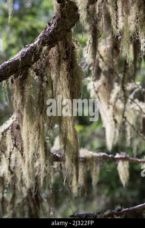 Bartflechte, Bartflechten, Bart-Flechte, Usnea spec., Old man's Beard, Bart Lichen, Treemoss, Methuselah-Bartflechte, l'arabe ushna, Alpen, alp, A Stockfoto