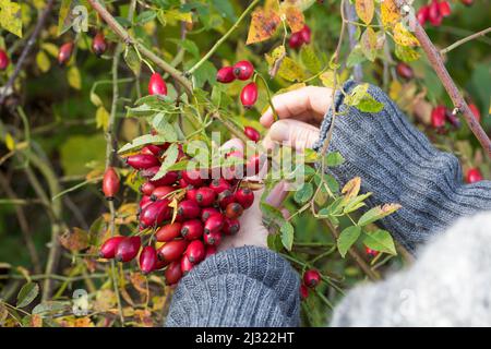 Hagebuttenernte, Hagebutten-Ernte, Hagebutten sammeln, Hunds-Rose, Hundsrose, Heckenrose, Rose, Wildrose, Früchte, Hagebutte, Hagebutten, Rosa canina, Stockfoto