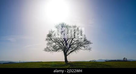 Ahornbaum (Acer pseudoplataus) bei Kornhofen, Allgäu Alpine Foreland, Allgäu, Bayern, Deutschland, Europa Stockfoto