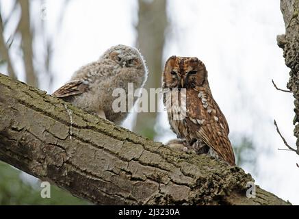 Waldkauz (Strix aluco) Erwachsener, der den jungen Norwich GB füttert, Großbritannien, April 2022 Stockfoto