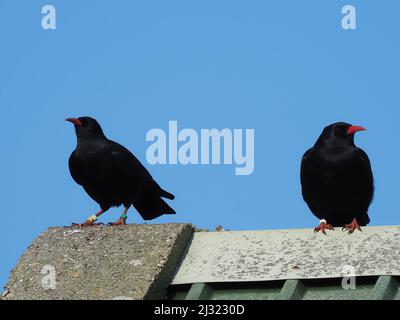 Die großen Herden, die Mitte März zu sehen waren, waren bis zum Monatsende verschwunden, als sich die Vögel paarten und begannen, sich auf die Brutzeit vorzubereiten. Stockfoto