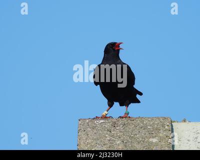 Die großen Herden, die Mitte März zu sehen waren, waren bis zum Monatsende verschwunden, als sich die Vögel paarten und begannen, sich auf die Brutzeit vorzubereiten. Stockfoto