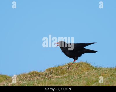 Die großen Herden, die Mitte März zu sehen waren, waren bis zum Monatsende verschwunden, als sich die Vögel paarten und begannen, sich auf die Brutzeit vorzubereiten. Stockfoto
