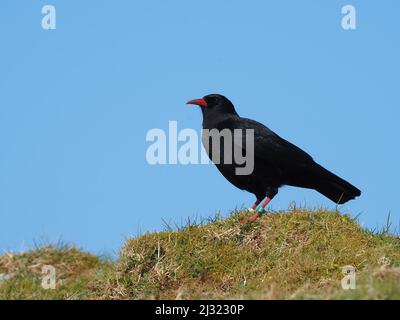 Die großen Herden, die Mitte März zu sehen waren, waren bis zum Monatsende verschwunden, als sich die Vögel paarten und begannen, sich auf die Brutzeit vorzubereiten. Stockfoto