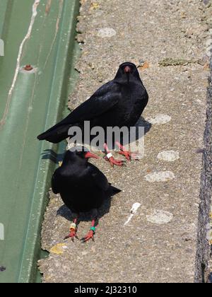 Die großen Herden, die Mitte März zu sehen waren, waren bis zum Monatsende verschwunden, als sich die Vögel paarten und begannen, sich auf die Brutzeit vorzubereiten. Stockfoto