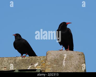 Die großen Herden, die Mitte März zu sehen waren, waren bis zum Monatsende verschwunden, als sich die Vögel paarten und begannen, sich auf die Brutzeit vorzubereiten. Stockfoto