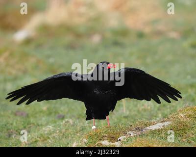 Die großen Herden, die Mitte März zu sehen waren, waren bis zum Monatsende verschwunden, als sich die Vögel paarten und begannen, sich auf die Brutzeit vorzubereiten. Stockfoto