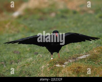 Die großen Herden, die Mitte März zu sehen waren, waren bis zum Monatsende verschwunden, als sich die Vögel paarten und begannen, sich auf die Brutzeit vorzubereiten. Stockfoto